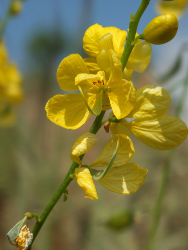 Alexandrian senna (Senna alexandrina)