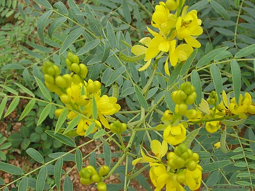 Alexandrian senna: Family: Caesalpinaceae Local name: Senna; Sunamukhi (Telugu) Distribution: Found in India. Photographed at Eastren ghats of Nellore district. The dried leaves a