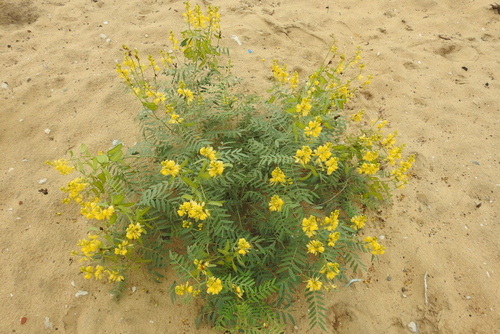 Alexandrian senna (Senna alexandrina)