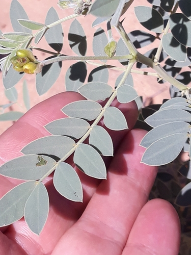 Alexandrian senna (Senna alexandrina)