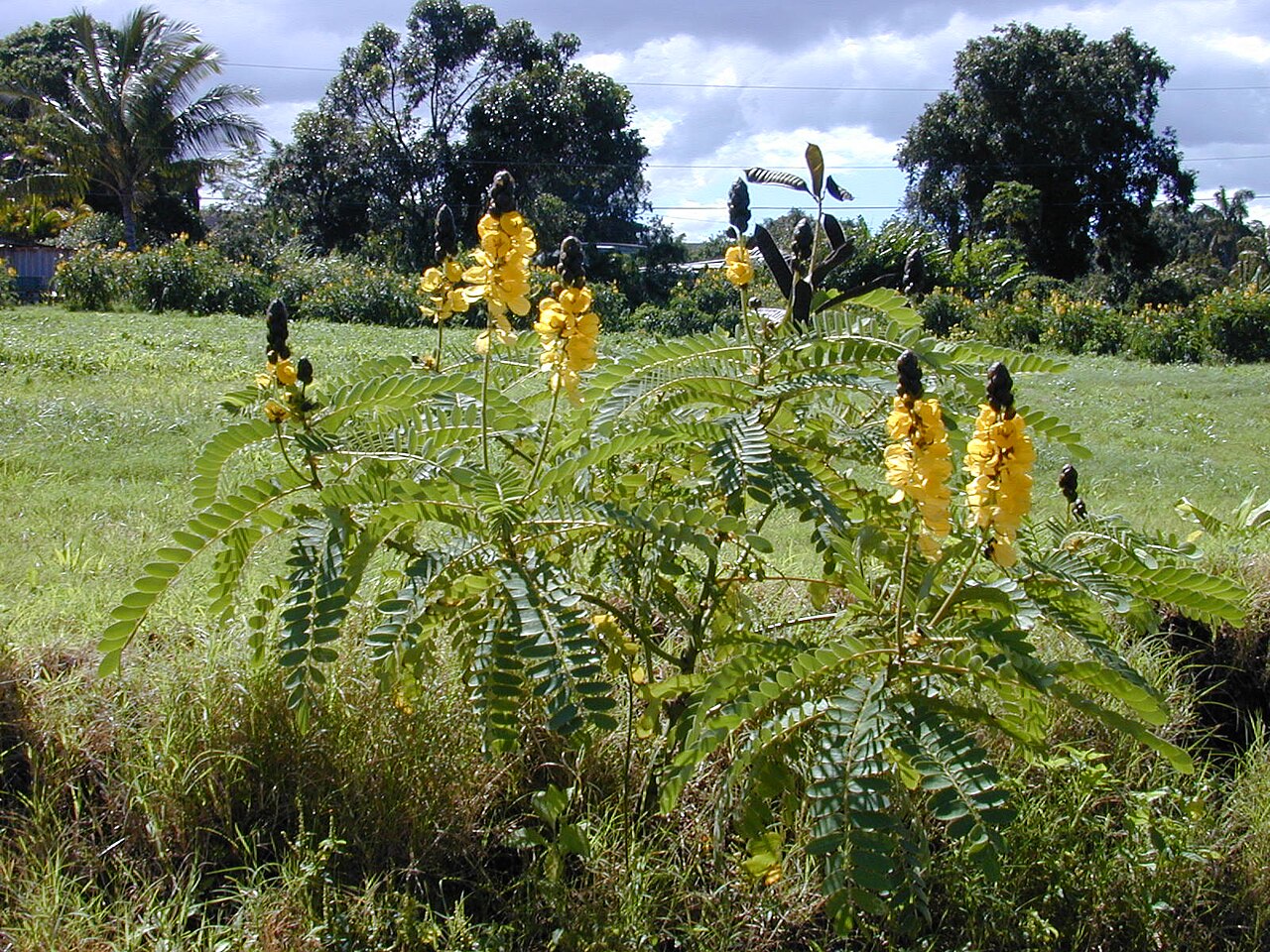 African senna: Senna didymobotrya (habit). Location: Maui, Haiku