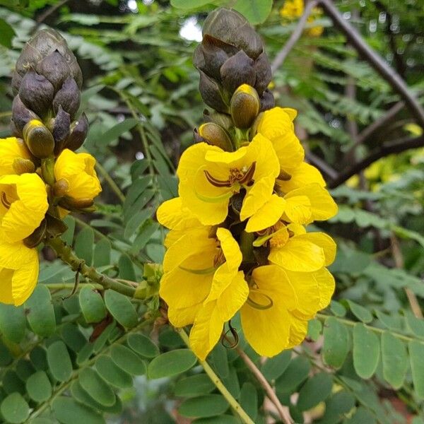 African senna (Senna didymobotrya)