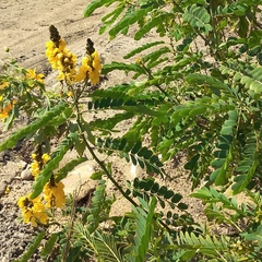 African senna (Senna didymobotrya)