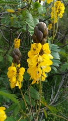 African senna (Senna didymobotrya)