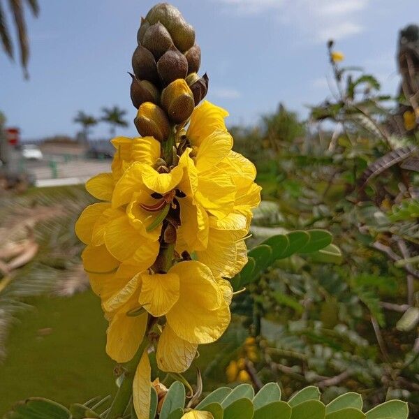 African senna (Senna didymobotrya)