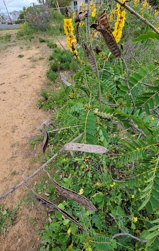 African senna (Senna didymobotrya)