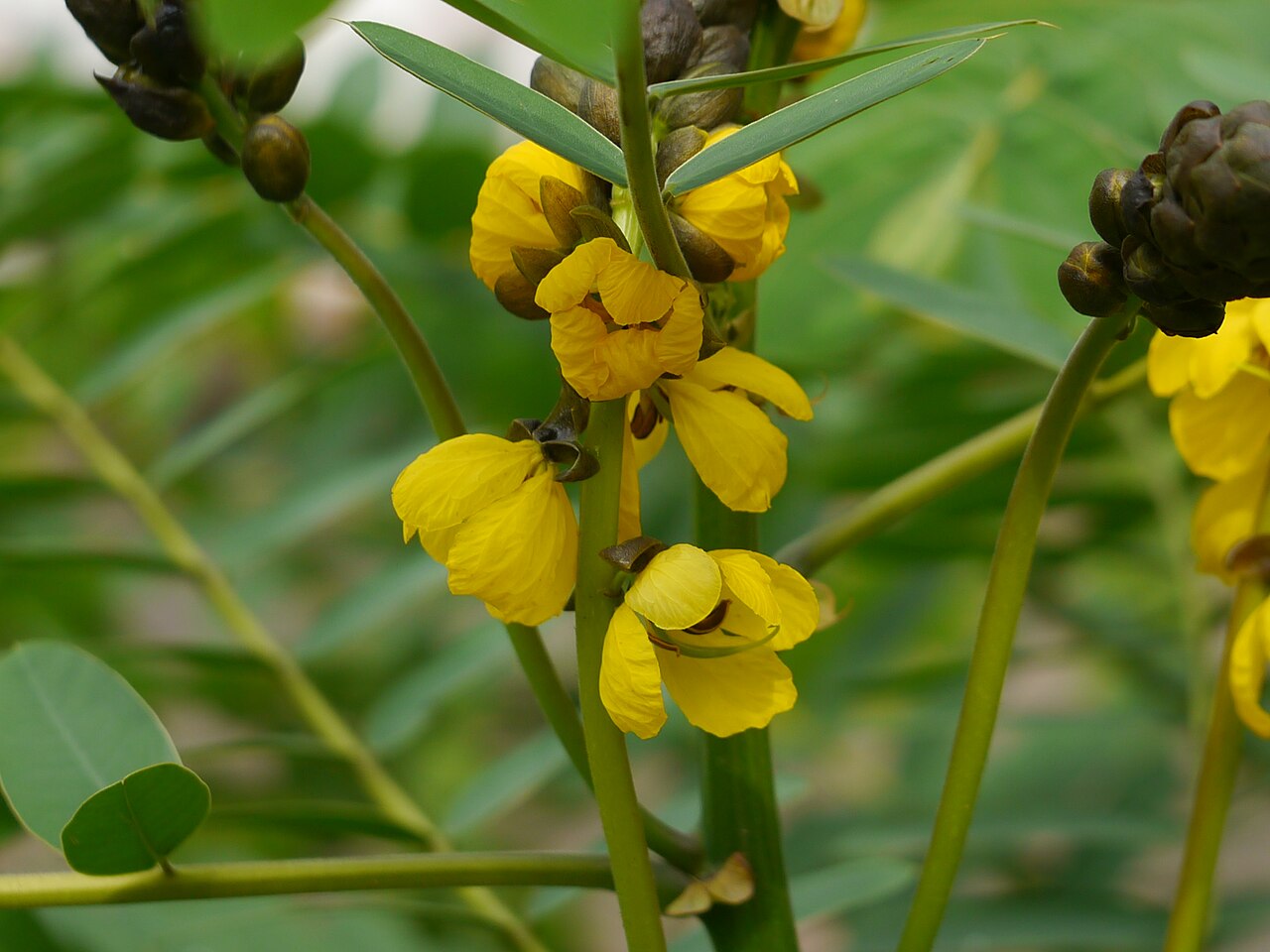 African senna: Senna didymobotrya