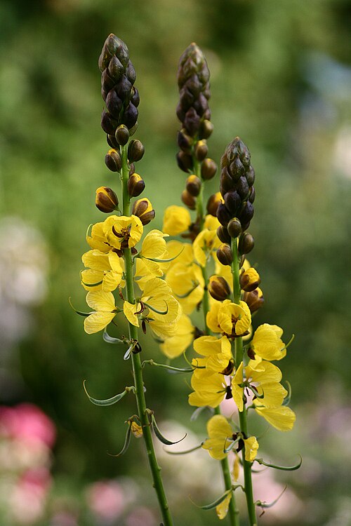 African senna: Beschreibung: Cassia Didymobotrya Senna didymobortia Quelle: selbst fotografiert Datum: Juli 2006 Fotograf: Karsten Dörre ( grizurgbg )