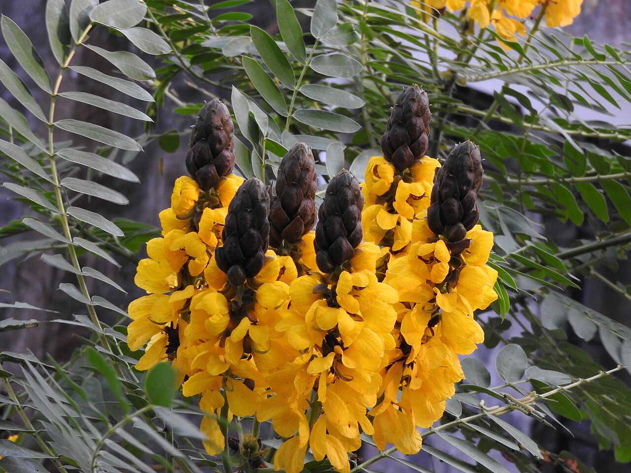 African senna: Fabaceae-popecorn bush,peanut butter cassia;shrubs,flowers golden yellow.