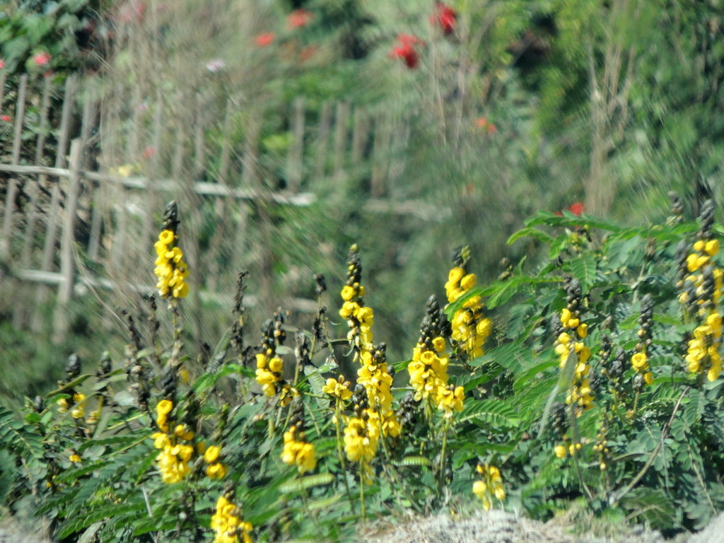 African senna (Senna didymobotrya)