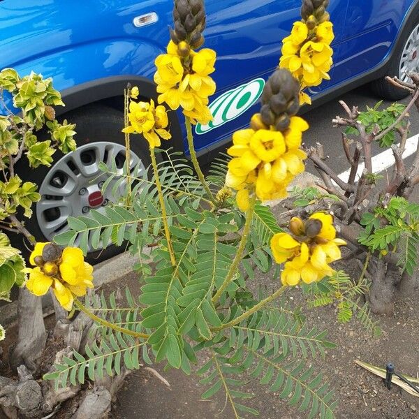 African senna (Senna didymobotrya)
