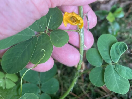 Java-bean (Senna obtusifolia)