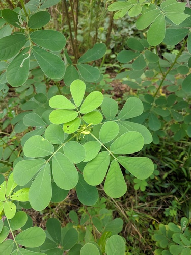 Java-bean (Senna obtusifolia)
