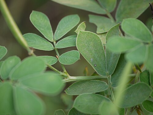 Java-bean: Senna obtusifolia