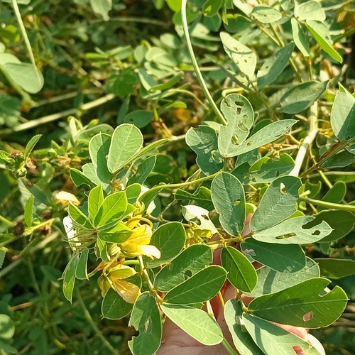 Java-bean (Senna obtusifolia)