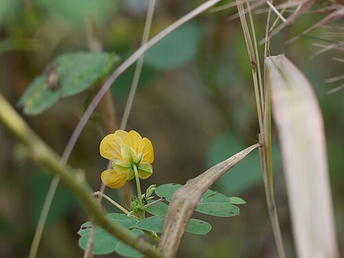 Java-bean: Senna obtusifolia