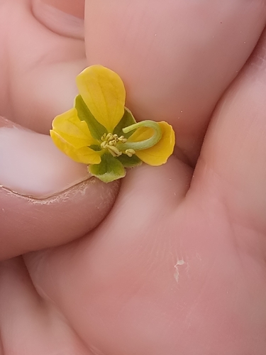 Java-bean (Senna obtusifolia)