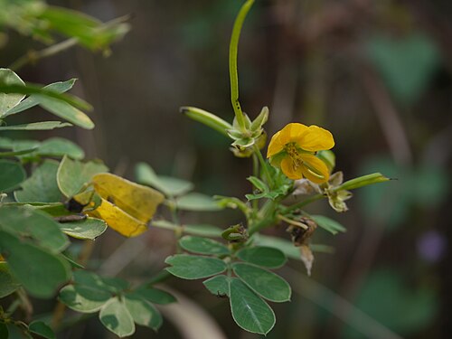 Java-bean: Senna obtusifolia