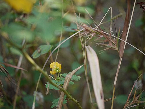 Java-bean: Senna obtusifolia