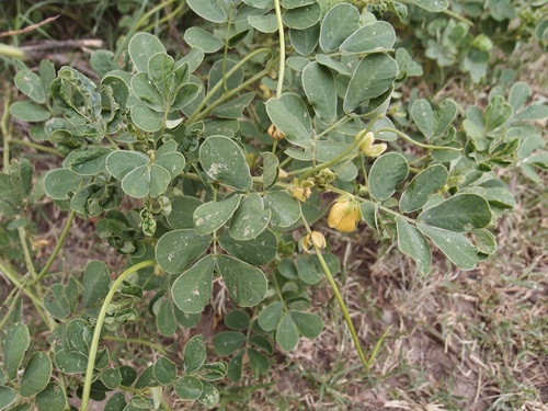 Java-bean (Senna obtusifolia)