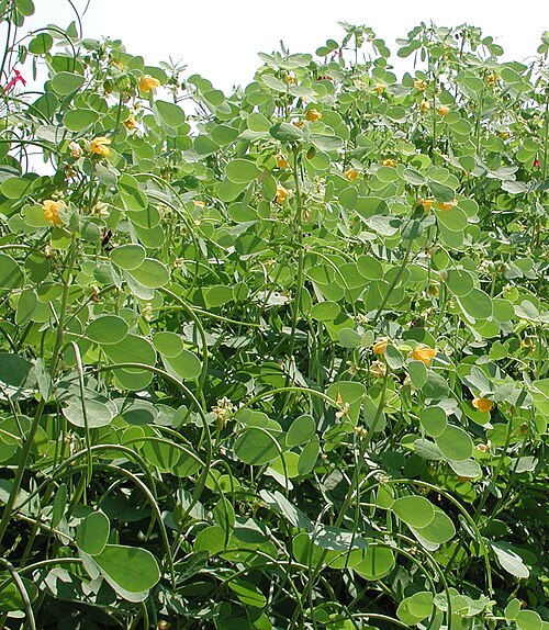 Java-bean: Sicklepod is an invasive weed in North America Image copyleft: Image taken by me, released under GFDL, Pollinator 03:05, 25 January 2006