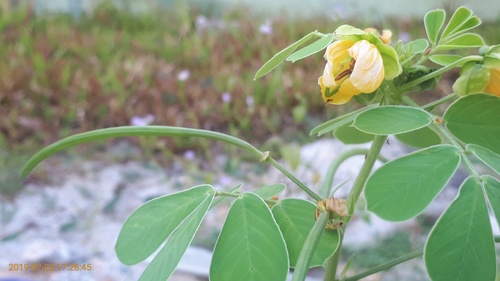 Java-bean (Senna obtusifolia)