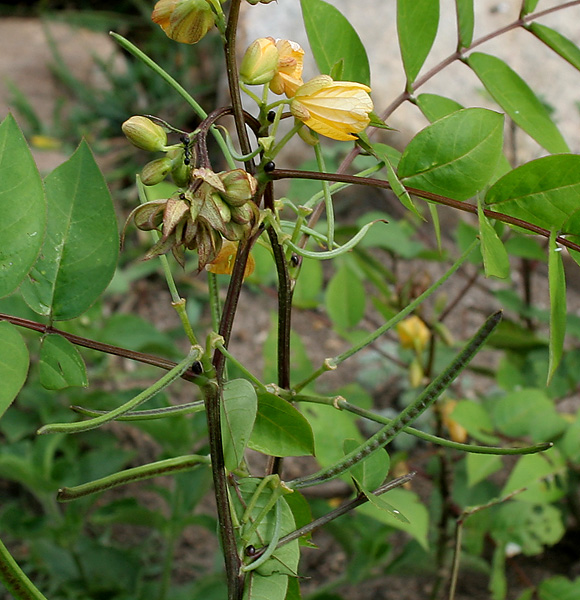 Septicweed: coffee senna, coffeeweed or Bamanan Cassia occidentalis in Narsapur, Andhra Pradesh, India.