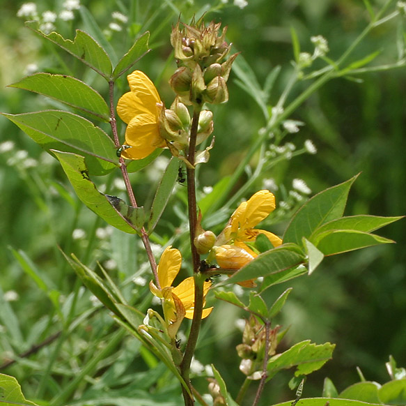 Septicweed: Cassia occidentalis at Ananthagiri Hills , in Rangareddy district of Andhra Pradesh , India .