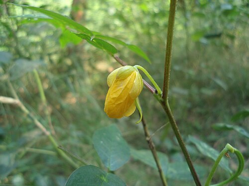 Septicweed: Cassia occidentalis at Kambalakonda Wildlife Sanctuary, Visakhapatnam