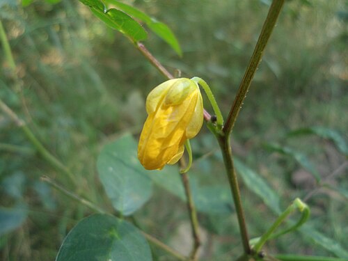 Septicweed: Cassia occidentalis at Kambalakonda Wildlife Sanctuary, Visakhapatnam