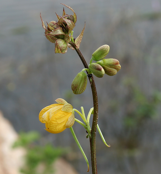 Septicweed: coffee senna, coffeeweed or Bamanan Cassia occidentalis in Narsapur, Andhra Pradesh, India.