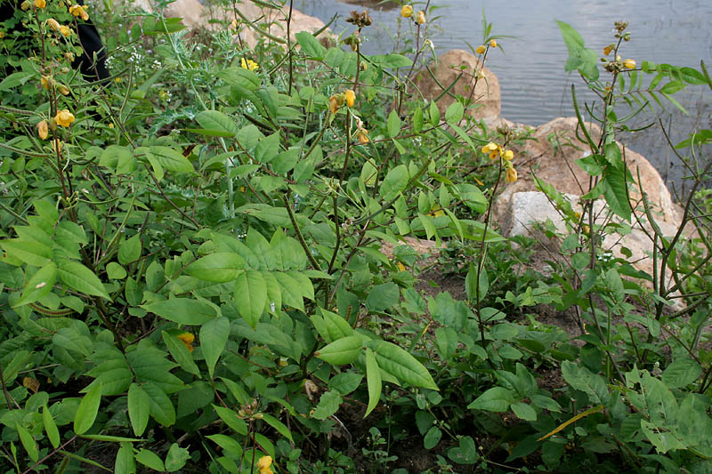 Septicweed: coffee senna, coffeeweed or Bamanan Cassia occidentalis in Narsapur, Andhra Pradesh, India.