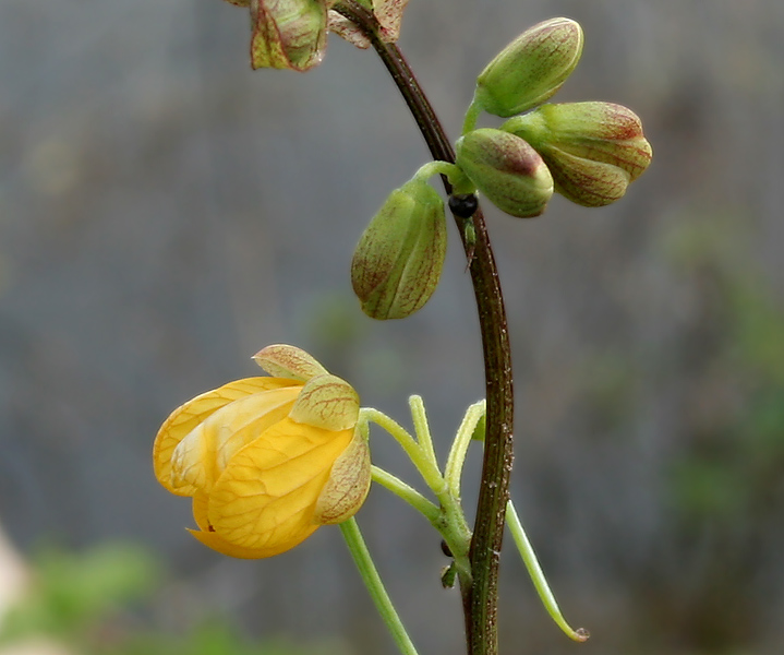 Septicweed: coffee senna, coffeeweed or Bamanan Cassia occidentalis in Narsapur, Andhra Pradesh, India.