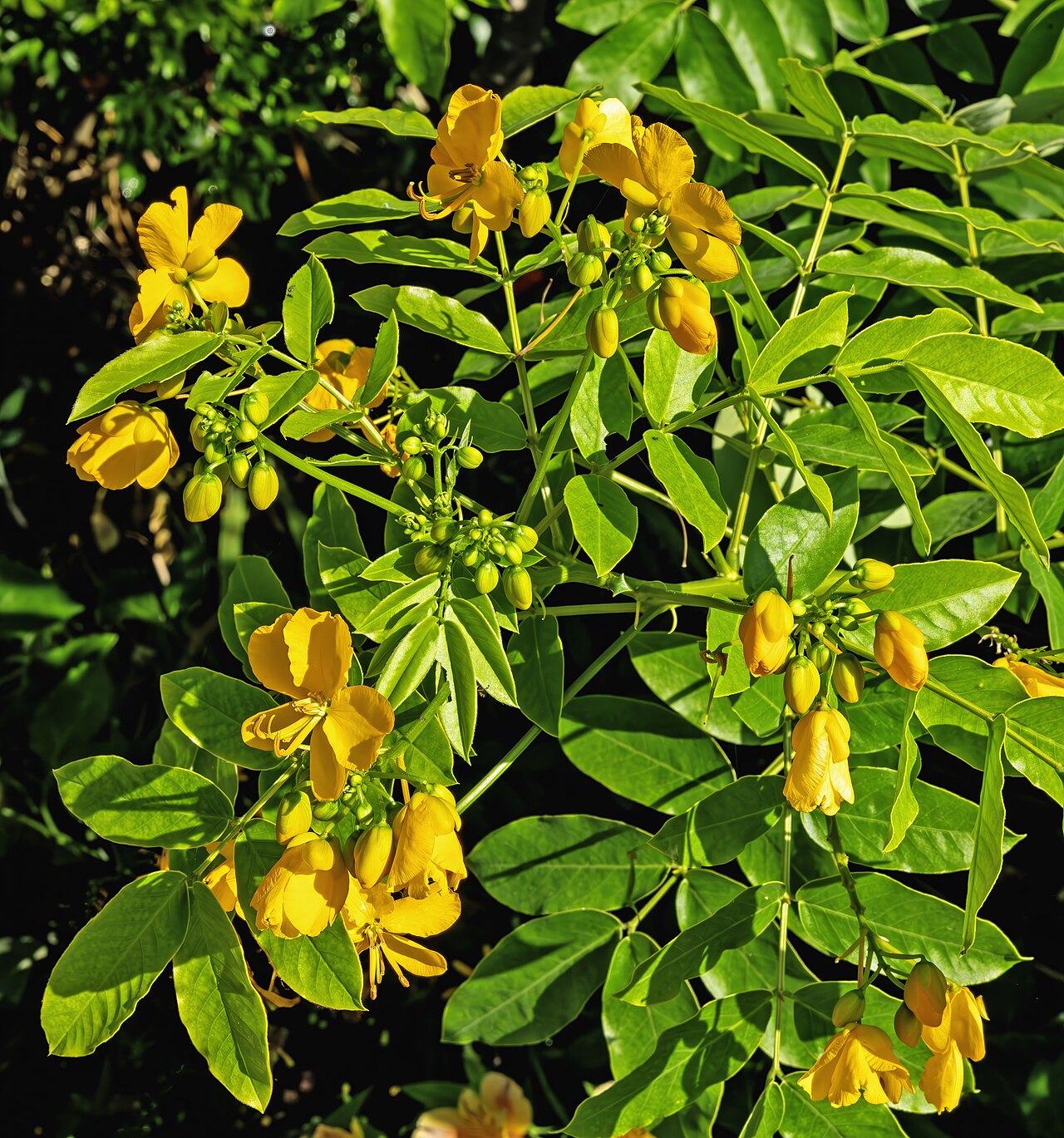 Septicweed (Senna occidentalis)