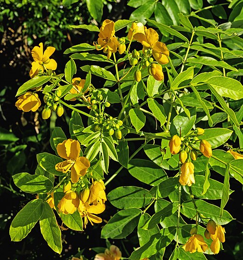 Septicweed (Senna occidentalis)