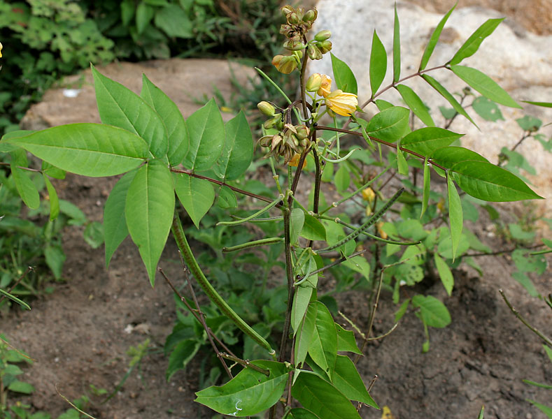 Septicweed: coffee senna, coffeeweed or Bamanan Cassia occidentalis in Narsapur, Andhra Pradesh, India.