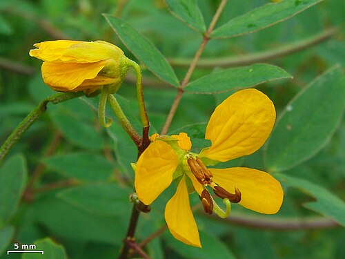 Septicweed: Senna occidentalis highlands, Santa Cruz Island, Galápagos, 20130129-86