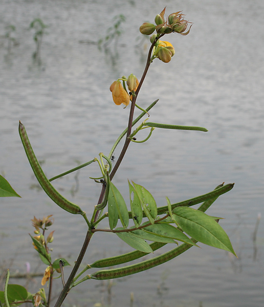 Septicweed: coffee senna, coffeeweed or Bamanan Cassia occidentalis in Narsapur, Andhra Pradesh, India.