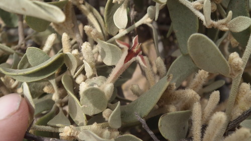 Septulina ovalis (Septulina ovalis)