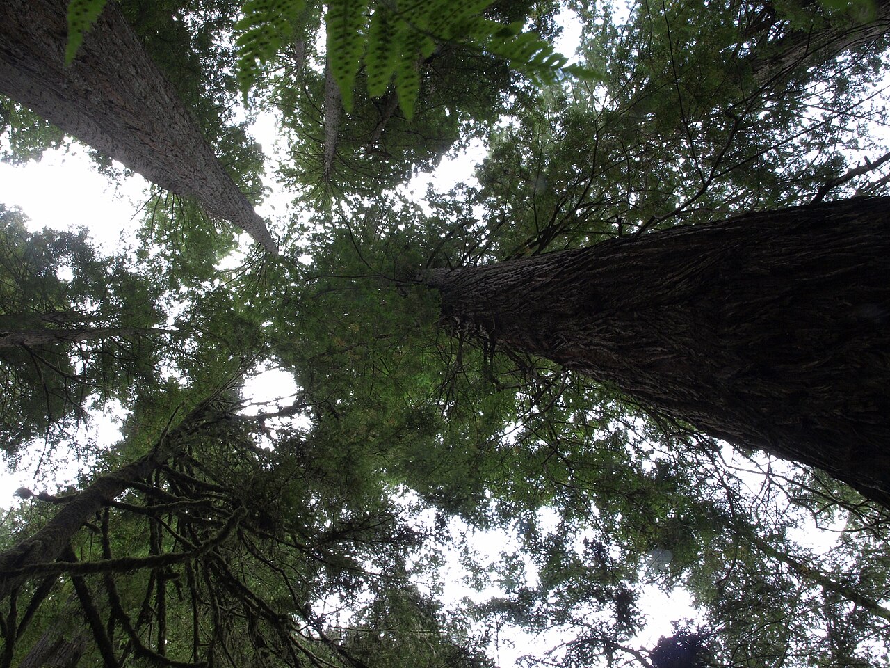Coast redwood: coast redwood, Sequoia sempervirens, Redwood National Park, elevation 100 m (335 ft). California state tree.