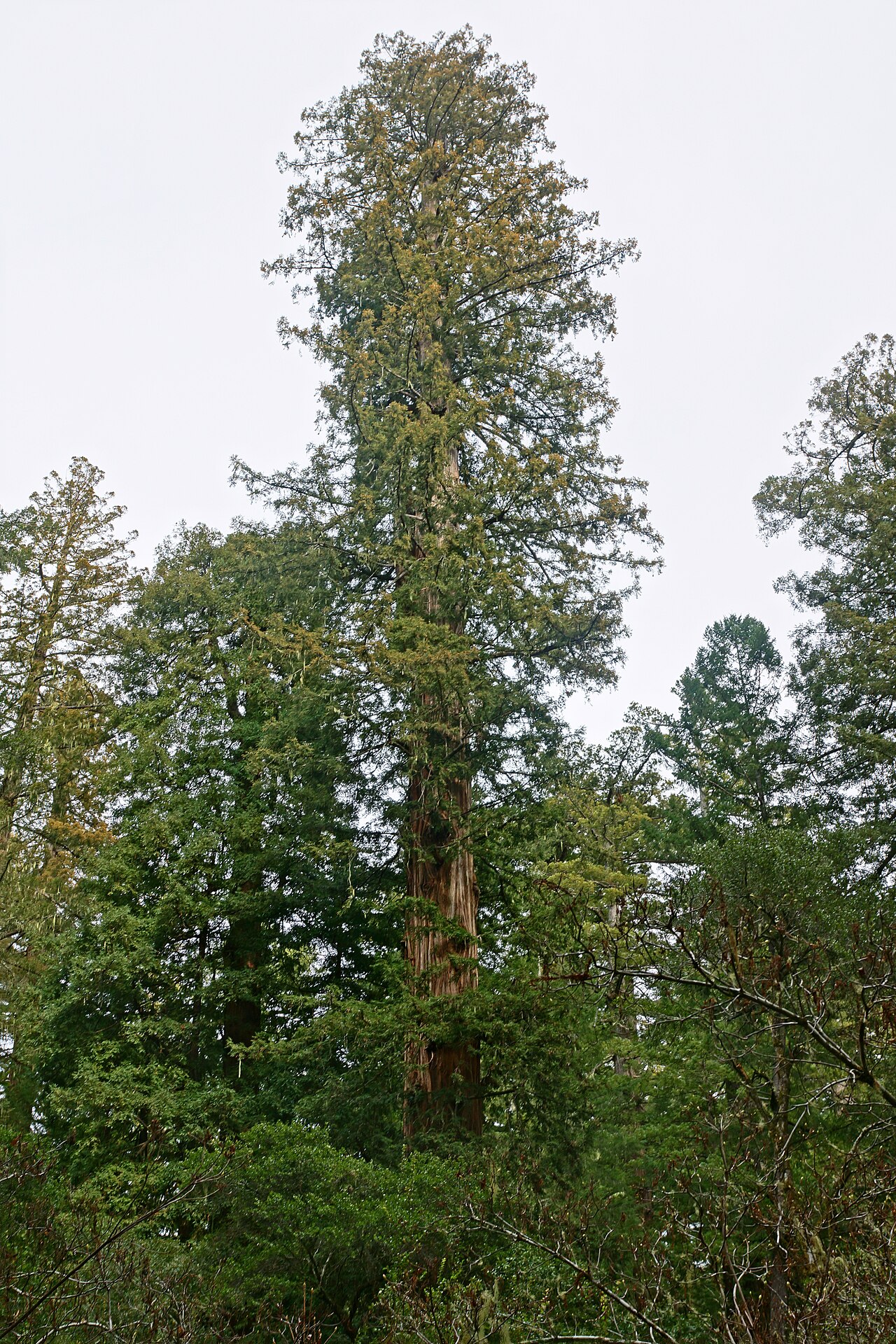 Coast redwood: Coast Redwood Sequoia sempervirens , Capitola, Big Basin Redwoods State Park, California