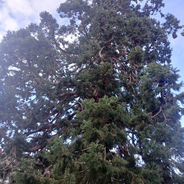 Giant sequoia (Sequoiadendron giganteum)