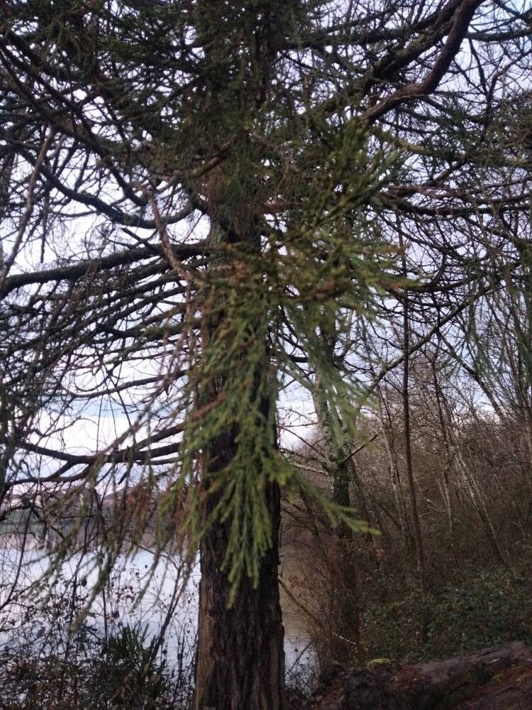 Giant sequoia (Sequoiadendron giganteum)