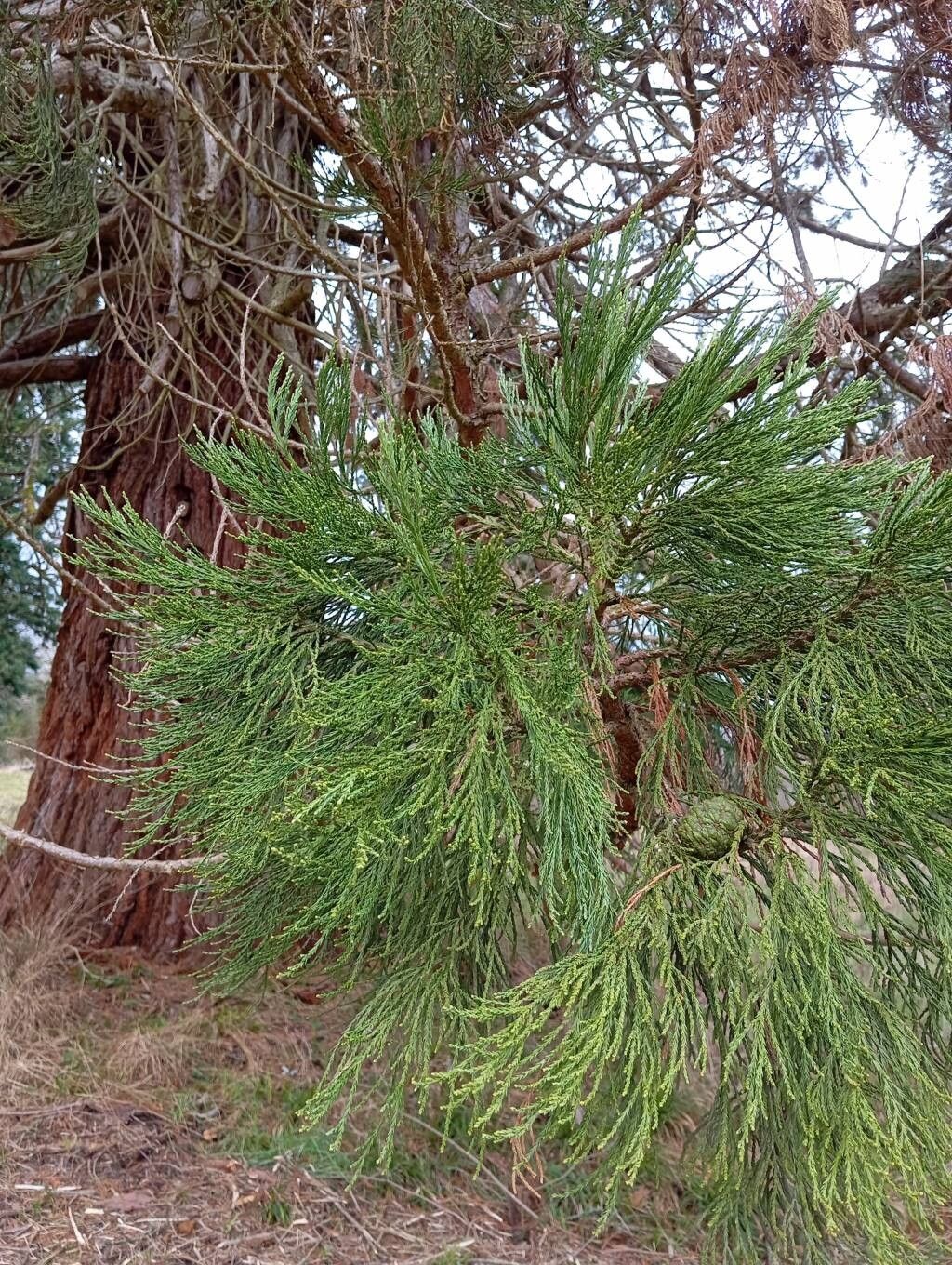 Giant sequoia (Sequoiadendron giganteum)