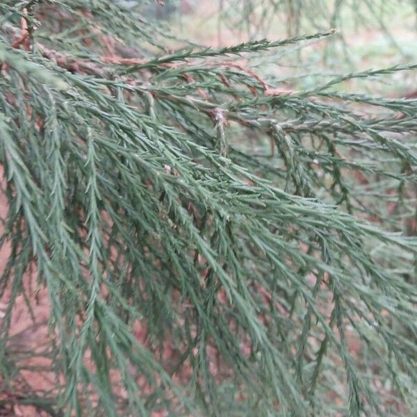 Giant sequoia (Sequoiadendron giganteum)