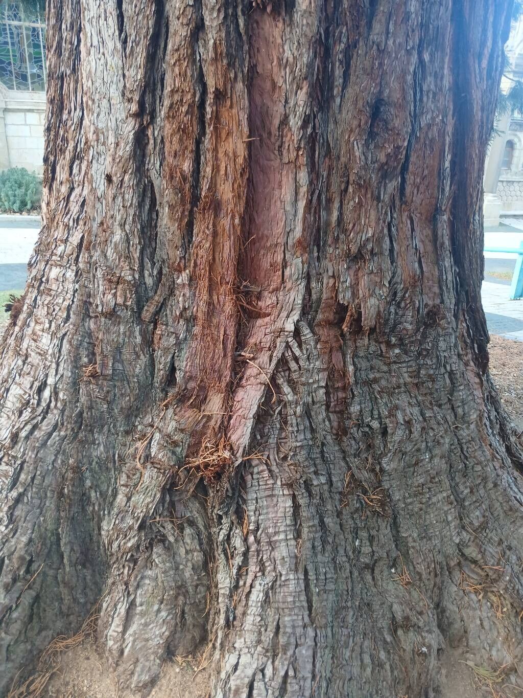 Giant sequoia (Sequoiadendron giganteum)