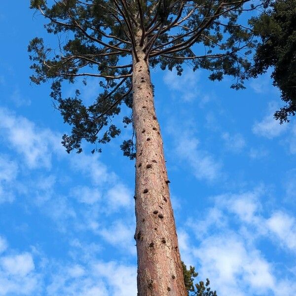 Giant sequoia (Sequoiadendron giganteum)