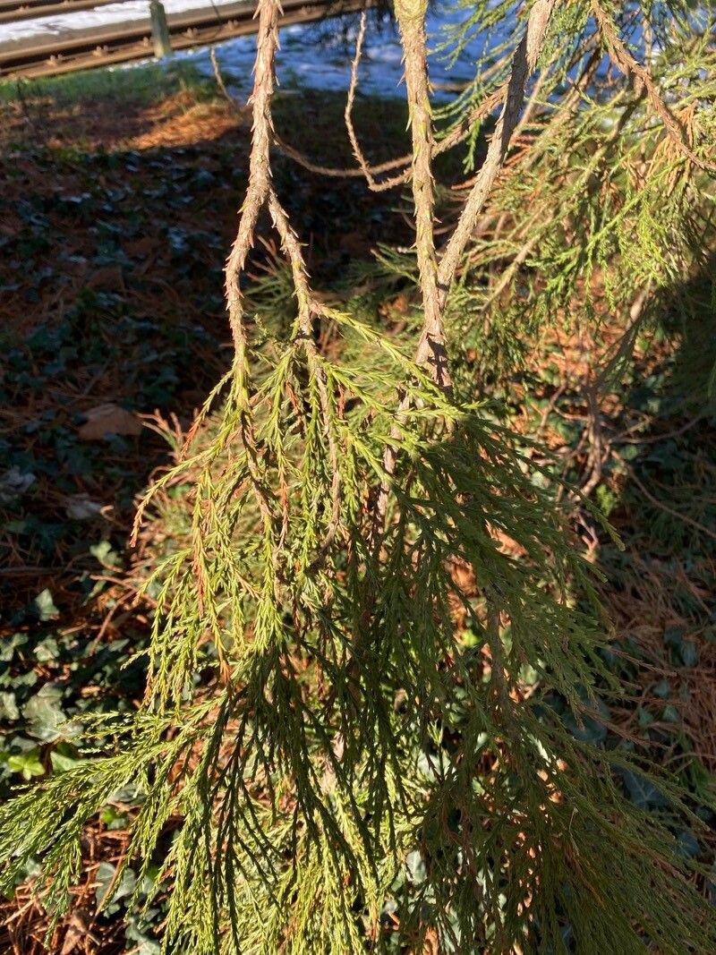 Giant sequoia (Sequoiadendron giganteum)