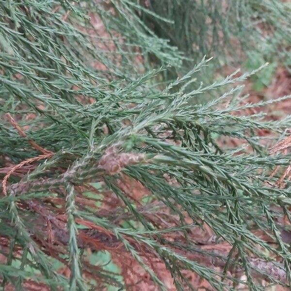 Giant sequoia (Sequoiadendron giganteum)