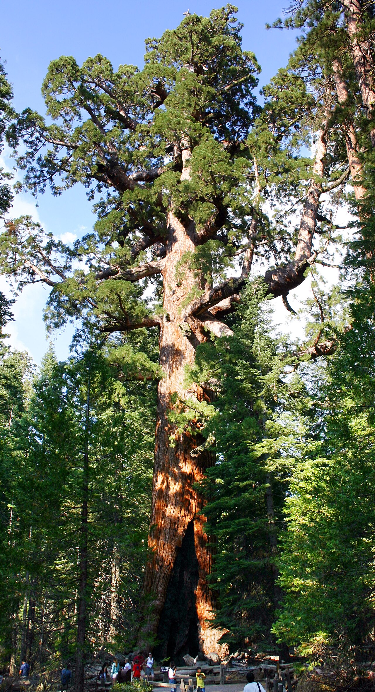 Giant sequoia: The "Grizzly Giant" is one of the main attractions in Mariposa Grove in Yosemite National Park . It is a landmark ancient Giant redwood ( Sequoiadendron gigante